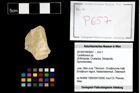 Foto (Objekt + Etikett) von Cyclothyreus sp.  (NHMW-GEO-2014-0194-0657)